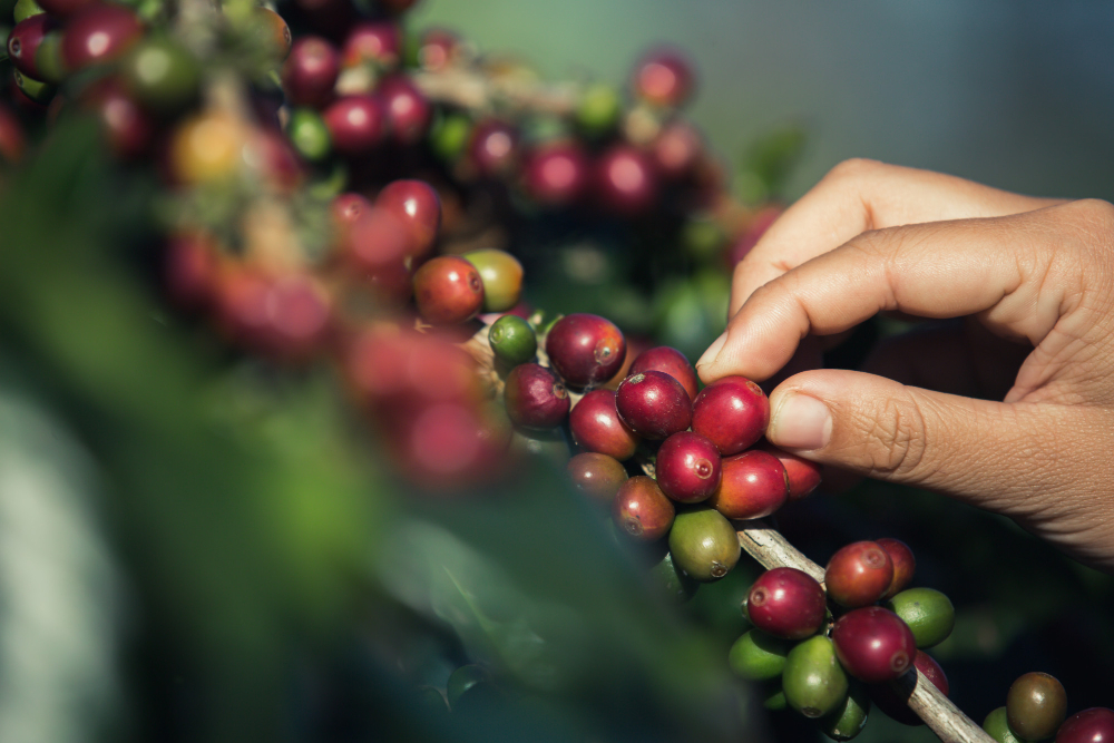 Origins and Growing Conditions