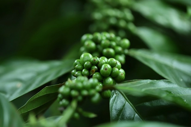 Organic Coffee Farming: Growing Quality with Care